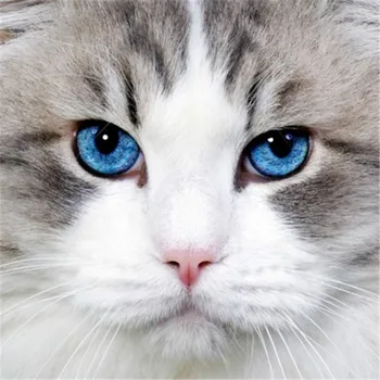 DIY 5D Diamant Pictura Fata Pisica Animal Mozaic de Diamante Cruce Broderie Cusatura Complet Stras Rotund Arta de Perete Autocolant Decor Acasă