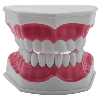 Model De Periaj, Folosirea Atei Dentare Practică Dinți Typodonts Modul Gingiei Vizibile Anatomice Demonstrație Imagine 0