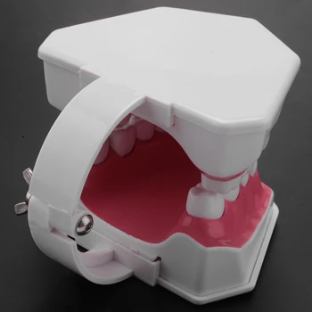 Model De Periaj, Folosirea Atei Dentare Practică Dinți Typodonts Modul Gingiei Vizibile Anatomice Demonstrație Imagine 1