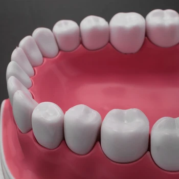 Model De Periaj, Folosirea Atei Dentare Practică Dinți Typodonts Modul Gingiei Vizibile Anatomice Demonstrație Imagine 3