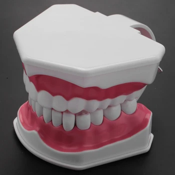 Model De Periaj, Folosirea Atei Dentare Practică Dinți Typodonts Modul Gingiei Vizibile Anatomice Demonstrație Imagine 4