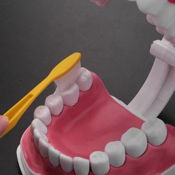 Model De Periaj, Folosirea Atei Dentare Practică Dinți Typodonts Modul Gingiei Vizibile Anatomice Demonstrație Imagine 5
