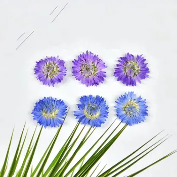 60pcs Presate Uscat Tagetes patula L. Flori Plante Pentru Rășină Epoxidică Pandantiv Card de Marcaj a Face Bijuterii Machiaj Fata Ambarcațiuni DIY Imagine 0